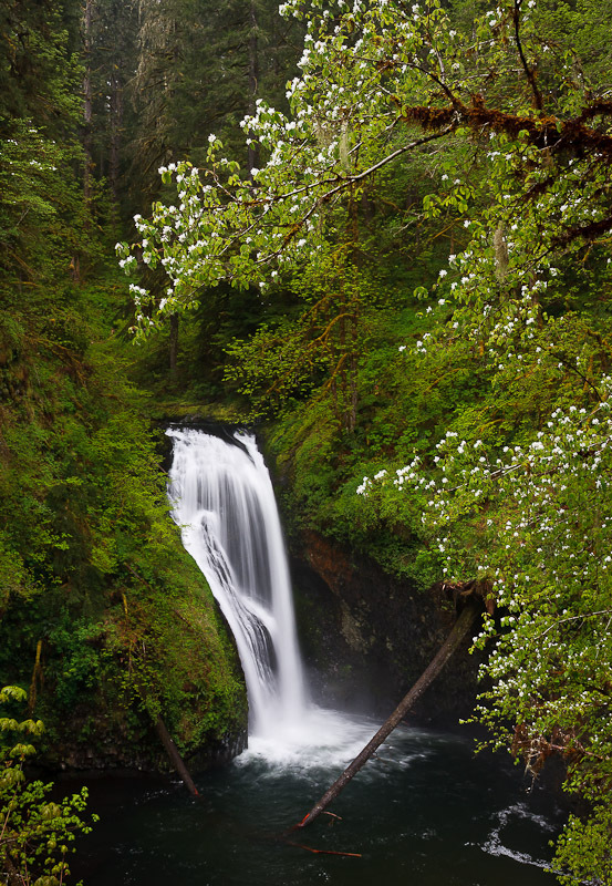 Butte Creek Falls, Marion County, Oregon Northwest Waterfall Survey